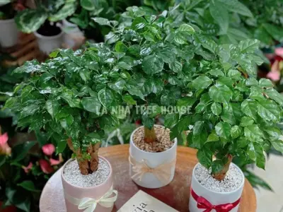 Cây Hạnh Phúc mini đẹp cho góc xanh bình yên
