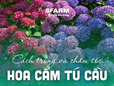 Cây Hoa Cẩm Tú Cầu đẹp mê hoặc năm 2026