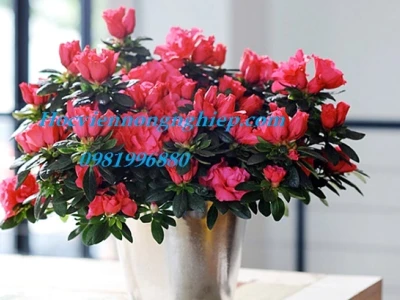 Cây Hoa đỗ quyên đẹp mê hoặc lòng người