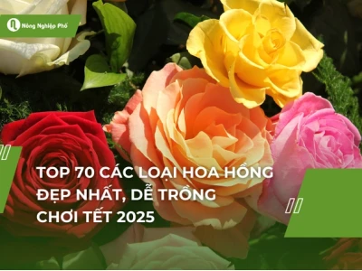 Cây Hoa Hồng đẹp mê hoặc trong khu vườn 2026