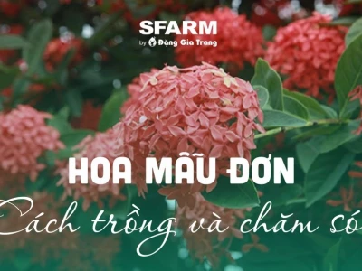 Cây Hoa Mẫu Đơn đẹp lộng lẫy cho năm 2026