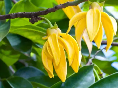 Cây Hoàng Lan và những khung hình khiến lòng say
