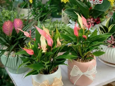 Cây Hồng Môn mini đẹp rực rỡ cho góc sống xanh