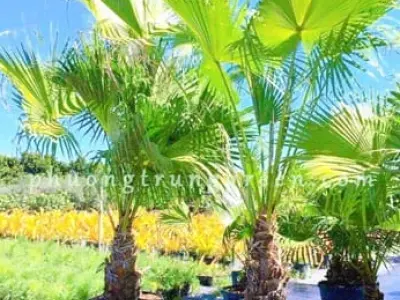 Cây Kè Xanh đẹp mê hoặc qua từng khung hình