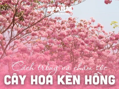 Cây Kèn Hồng khoe sắc đẹp mơ màng năm 2026