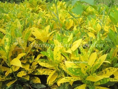 Cây Lá Đốm khoe sắc rực rỡ trong từng khung hình