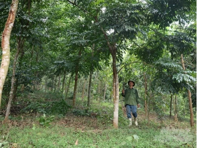 Cây Lim Xanh qua những khung hình đẹp mê hồn