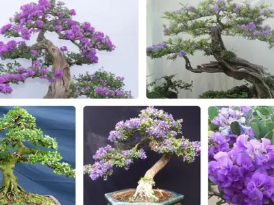 Cây Linh Sam đẹp mê hoặc qua những khung hình