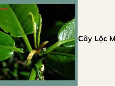 Cây Lộc Mạ và bộ ảnh xanh mê hoặc năm 2026
