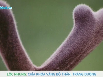 Cây Lộc Nhung đẹp mê hoặc cho góc xanh 2026