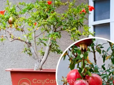 Cây Lựu Cảnh đẹp mê hoặc cho sân vườn và ban công