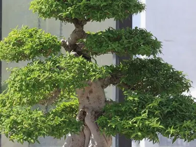 Cây Mai Chiếu Thủy đẹp mê hồn qua những khung hình