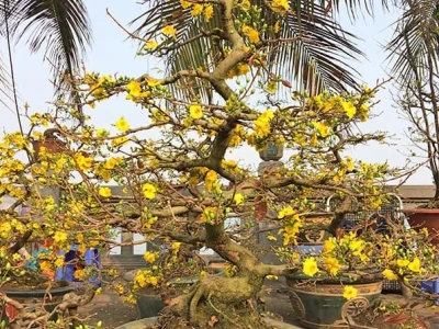 Cây Mai Vàng rực rỡ trong bộ ảnh làm say lòng người