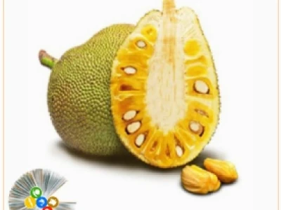 Cây Mít trong những khung hình xanh mát