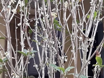 Cây Mộc Hương đẹp dịu dàng qua từng khung hình
