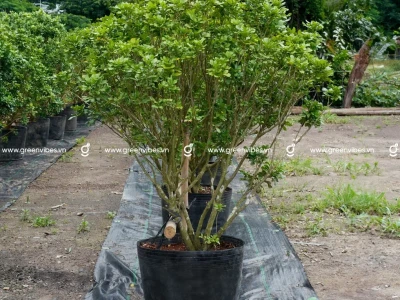 Cây Ngâu Ta và những hình ảnh đẹp mê hồn
