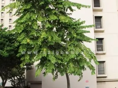 Cây Ngọc Lan Tây khoe hương sắc đẹp mê hoặc
