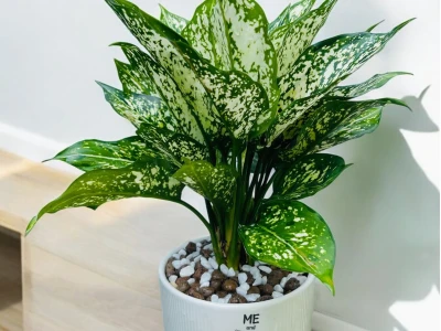 Cây Ngọc Ngân đẹp dịu dàng cho không gian sang quý