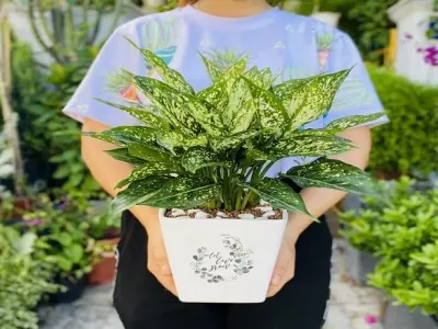 Cây Ngọc Ngân mini đẹp tinh khôi cho bàn xanh