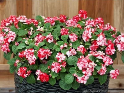 Cây Ngọc Thảo đẹp mềm như nhung giữa sắc trời