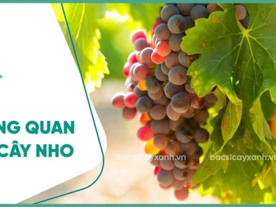 Cây Nho đẹp mê hoặc trong từng chùm quả