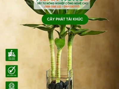 Cây Phát Tài Khúc đẹp và giàu ý nghĩa năm 2026