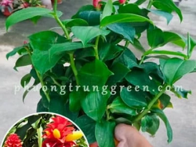 Cây Phúc Lộc Thọ đẹp và ý nghĩa phong thủy