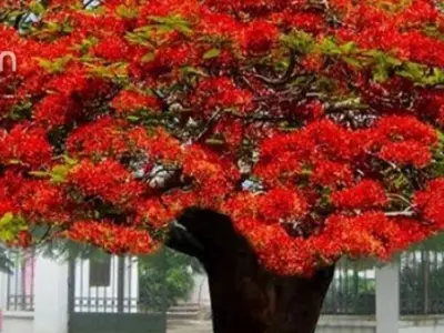 Cây Phượng đẹp rực trời hè qua bộ ảnh say đắm