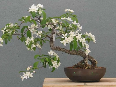 Cây Quế Cảnh đẹp mê hoặc giữa sắc lá và hương thơm