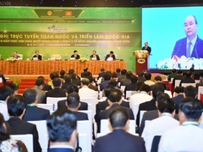 Cây Quýt và bộ ảnh vườn quả đẹp mê hoặc