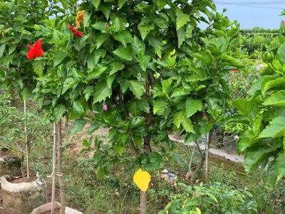 cây râm bụt bon sai đẹp mê hoặc qua 15 ảnh