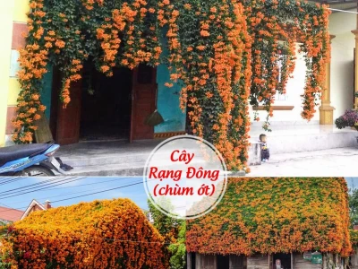 Cây Rạng đông đẹp rực rỡ cho khu vườn 2026
