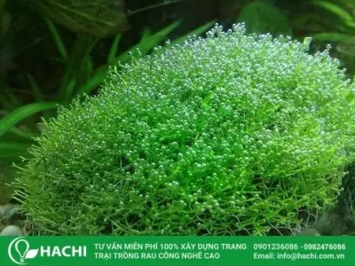 Cây Rêu Nhung đẹp mê hoặc trong thế giới terrarium