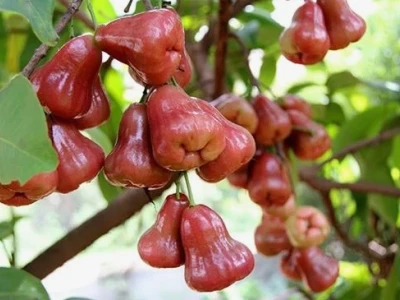 Cây Roi đẹp dịu dàng trong khu vườn Việt