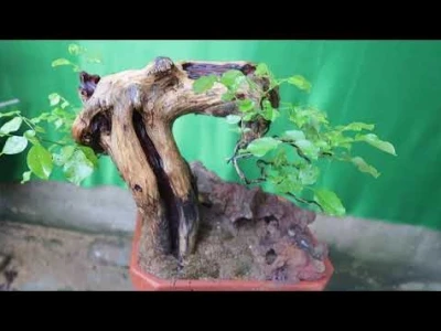 Cây Sầm đá đẹp mê hoặc giữa dáng rừng bonsai