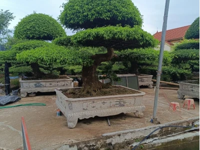 Cây Sanh Nam Điền đẹp mê hoặc qua từng dáng thế