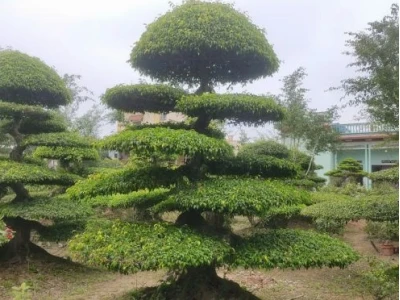 Cây Sanh Trực đẹp mê hồn qua bộ ảnh nổi bật