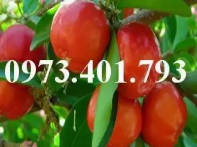 Cây Sơ Ri đẹp mê hoặc qua những khung hình