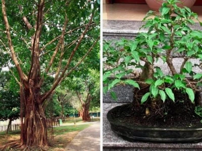 Cây Sộp đẹp mê hồn trong từng dáng cổ thụ