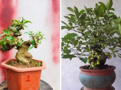 Cây Sung Cảnh đẹp mê hồn qua những khung hình