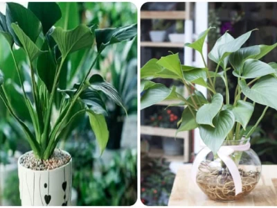 Cây Thanh Tâm đẹp dịu dàng cho không gian an yên