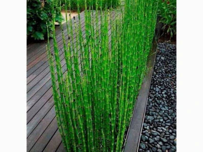 Cây Thanh Trúc đẹp thanh tao giữa sắc vàng an nhiên