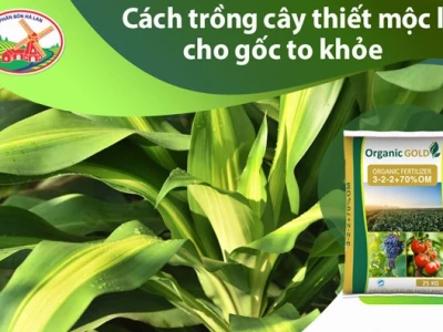 Cây Thiết Mộc Lan đẹp và ý nghĩa trong không gian sống
