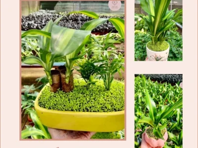 Cây Thiết Mộc Lan mini đẹp cho không gian xanh