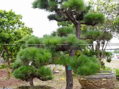 Cây Thông Đen Nhật Bản đẹp cuốn hút giữa trời xanh
