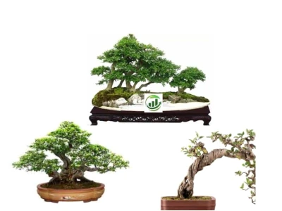 Cây Thừng mực đẹp mê hồn qua tuyển tập ảnh