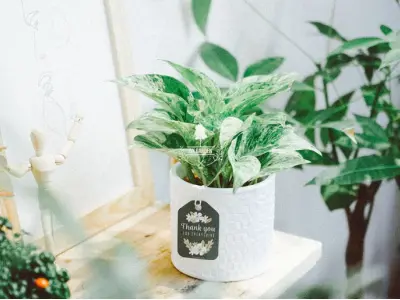 Cây Trầu Bà Cẩm Thạch đẹp như tranh sống