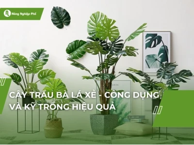 Cây Trầu Bà Lá Xẻ đẹp mê hoặc năm 2026