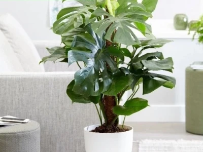Cây Trầu Bà Leo Cột đẹp xanh mát cho không gian sống