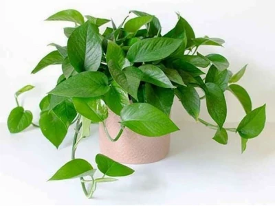 Cây Trầu Bà Vàng đẹp rực rỡ cho mọi không gian